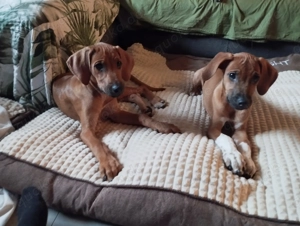 Rhodesian Ridgeback Welpen Mädchen 