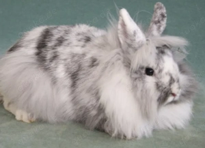 Löwenkopf kaninchen