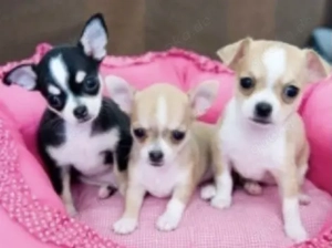 Chihuahua Welpen 