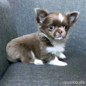 Super chihuahua Welpen