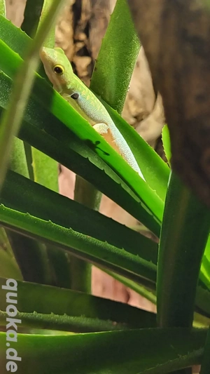 0.0.4 Phelsuma Dorsovittata  Bild 3
