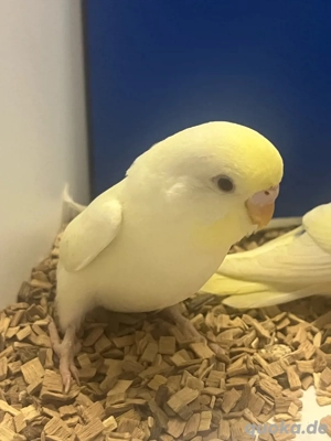 Nestjunge, handzahme Wellensittiche abzugeben