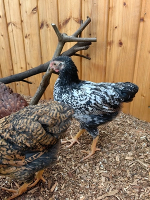 Zwerg-Wyandotten-Hahn (jung) in liebevolle Hände abzugeben Bild 4