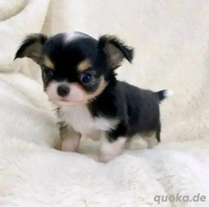Super chihuahua Welpen