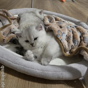 Bkh Kitten vom Züchter mit Stammbaum