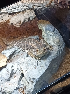 Tausche Verkaufe meine Bartagame 