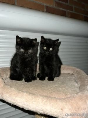 Suchen ein neues Zuhause! 