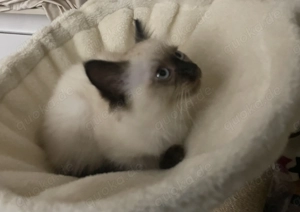 Heilige Birma Kitten