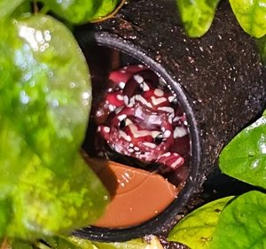  Epipedobates anthonyi Jungtiere Nächste Jahr 2026. 