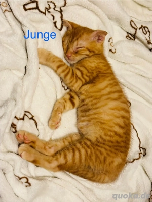 Zauberhafte BKH-MIX Kätzchen ( Auszugsbereit)