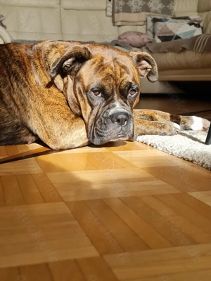 Absolut genialer Wurf der deutscher Boxer Eltern!