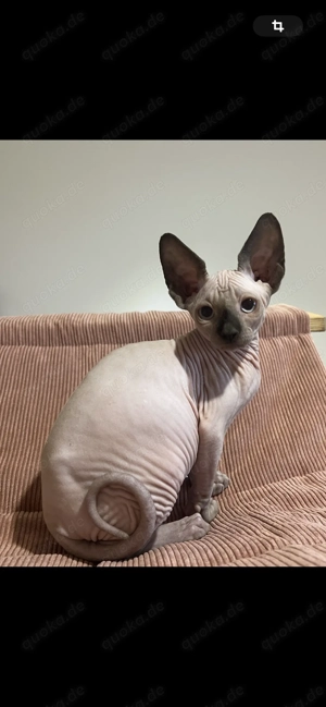 Kitten Canadian Sphynx Elf Kanadische Sphinx männlich Kater Stammbaum 