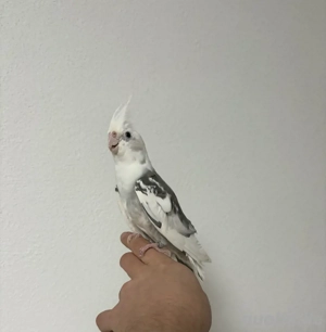 Zahmer Nymphensittich Hahn 1 Jahr alt