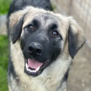 Anakin, geb. ca. 03 2025, lebt in GRIECHENLAND, auf einer privaten Pflegestelle 