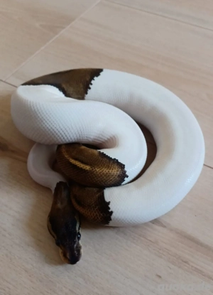 Black Pastel Pied Königspython 