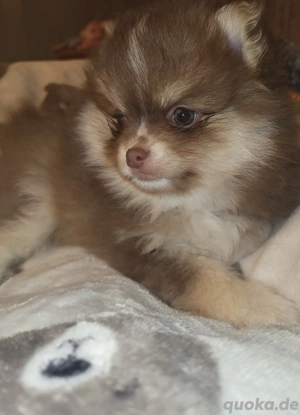 Pomchi Pomeranian Chihuahua Welpen 
