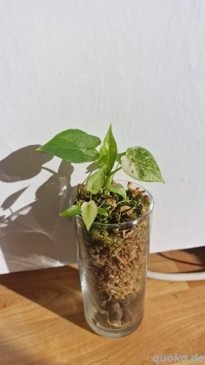 Alocasia odora albo - Jungpflanzen 