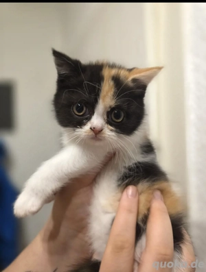 Wunderschöne BKH Kitten 