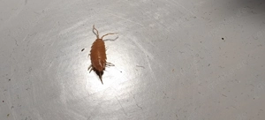 Porcellionides pruinosus  Kubanische Asseln (orange) 