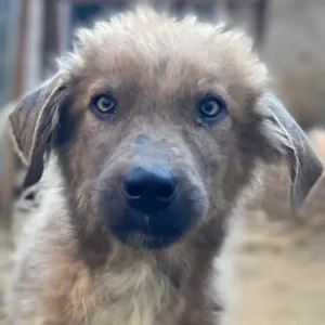 Franklyn, geb. ca. 06 2025, lebt in GRIECHENLAND, auf einer privaten Pflegestelle