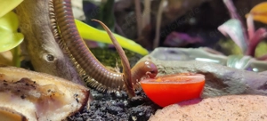 Spirostreptus spec. 1 "Tansania"