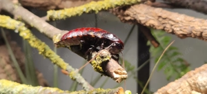 Fauchschaben, Adult & 1-2 Monatiger Nachwuchs