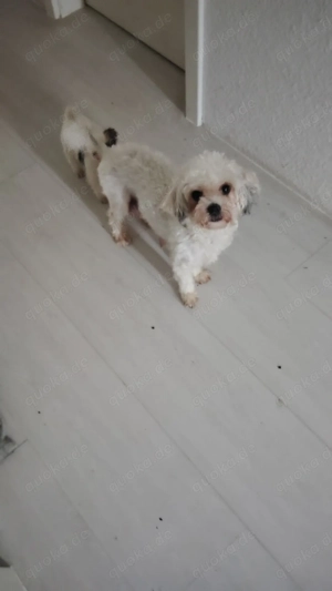 Verkaufe süsse Bolonka hündin 