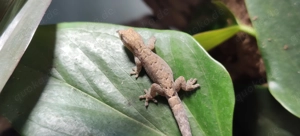 Jungferngecko (Lepidodactylus lugubris)