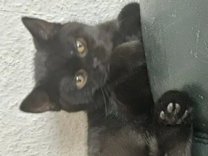 Süße Bkh Kitten.Reinrassig 