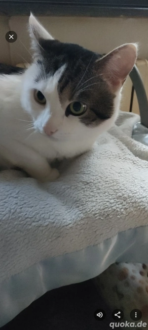 Liebervoller Kater Schwerem's HERZENS sucht ein neues liebevolles Zuhause 