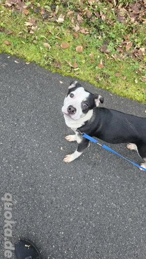 Uwe sucht noch sein Zuhause für immer   