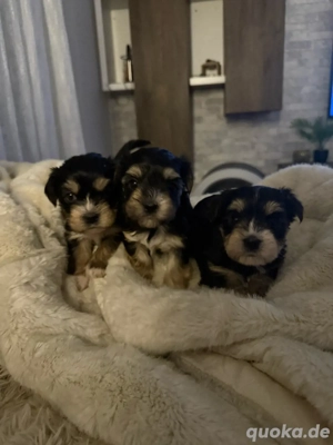 yorkshire terrier welpen