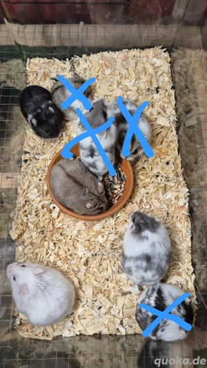 Campbell Zwerghamster 