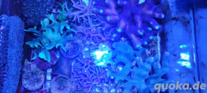 Korallen und Anemonen für Meerwasseraquarium  Bild 3