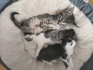 Gleich drei Wichtel suchen ein Zuhause # Tierschutz 