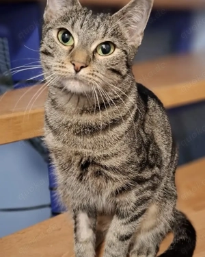 Joy möchte euer Leben auf den Kopf stellen. # Tierschutz 