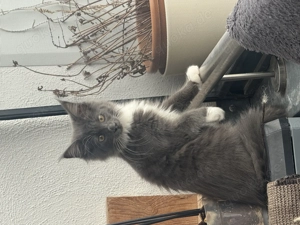 Maine Coon kitten mit Stammbaum dürfen jetzt ausziehen   