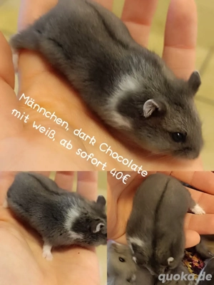 Campbell Zwerghamster Bild 3