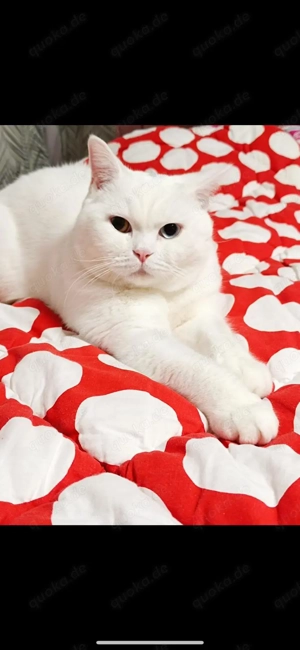 BKH Kater in Schneeweiß, Blau Gelbe Augen