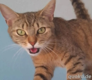 wunderschön Katze BKH In liebevolle Hände abzugeben. 