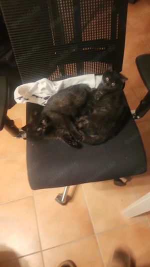 2 Bka, Black Smokey Kitten abzugeben 