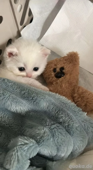 BKH kitten noch 2 weiße suchen ein zuhause 