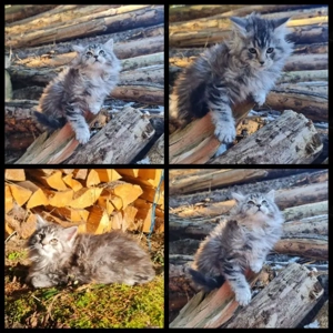 Reinrassige Maine Coon Kitten zu vergeben