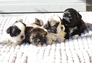 ShihTzu Welpen Hündin Rüde