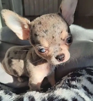 Pill Gesunder Wurf von sechs Chihuahua Welpen zu verkaufen