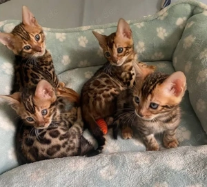 Bengalkätzchen Reinrassige Bengal Kitten
