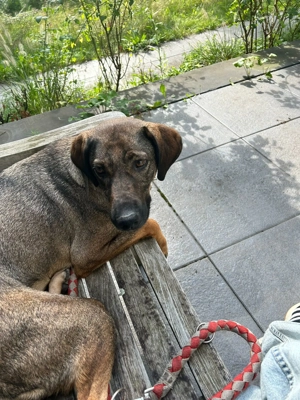 Hündin sucht neues Heim 