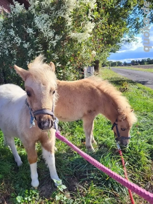 2 Mini Shetty Fohlen 