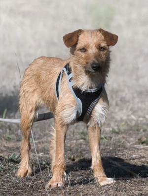 Ruggine, ein sanftes Seelchen