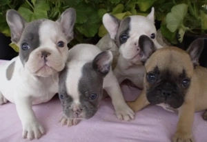 Zuckersüße Französische Bulldoggen Welpen mit Ahnentafel